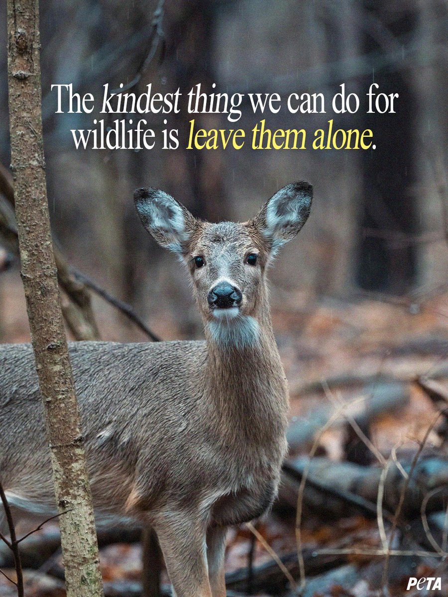 peta's tweet image. Animals exist with us, not for us 💛 Let wildlife be.