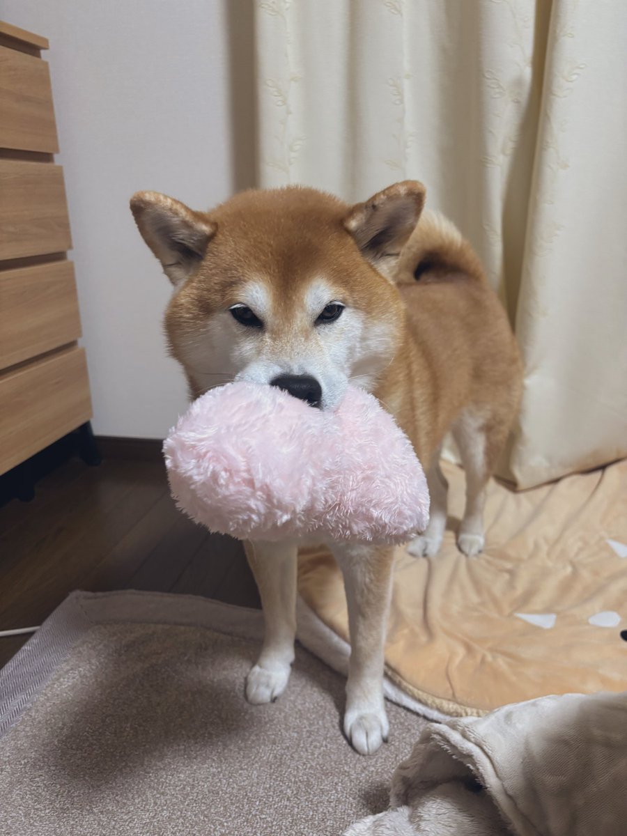 しばわんこ (@48dogchat1mame2) / Posts / X