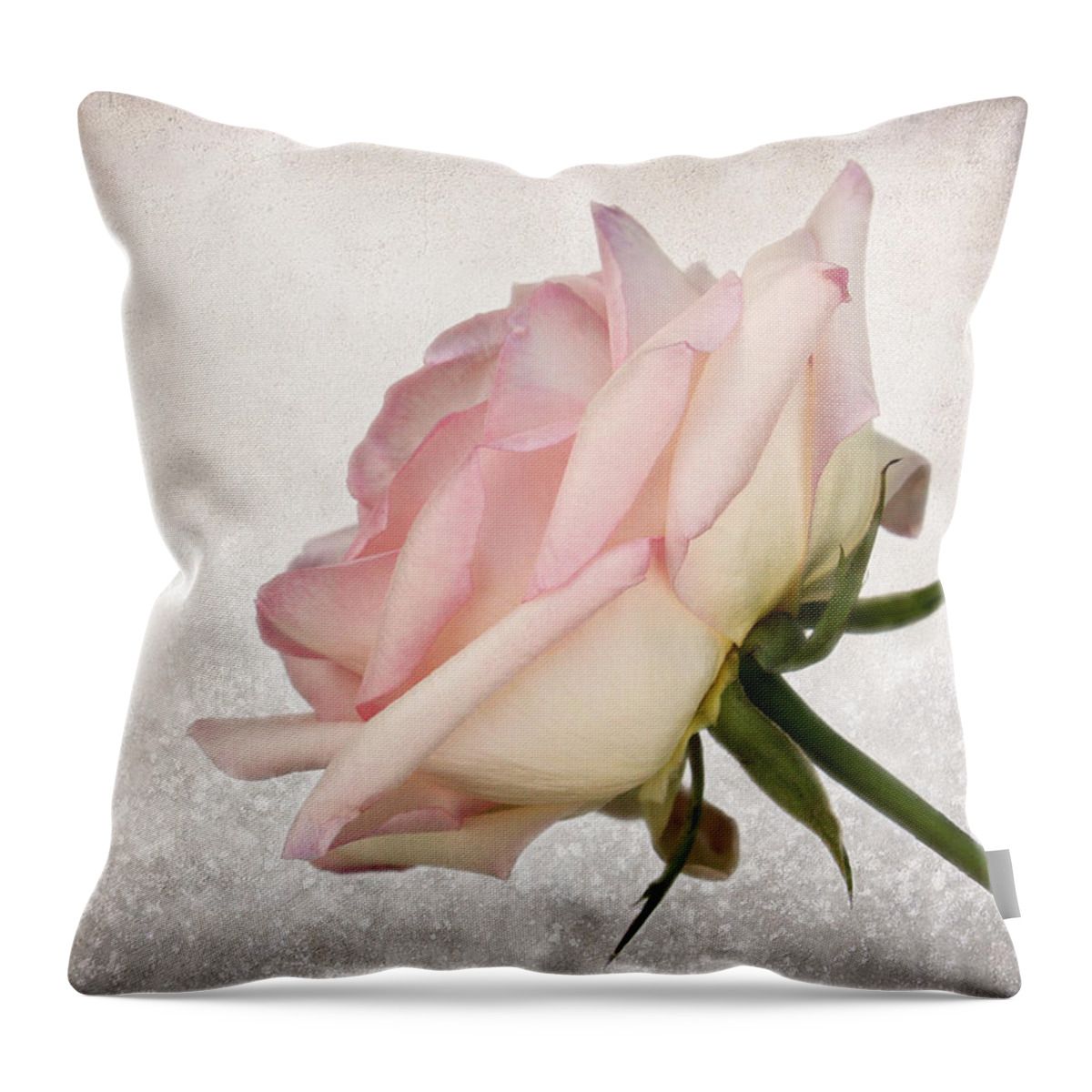 JudyVincent74's tweet image. A Touch of Pink #rose #pillow Available in 6 different sizes #homedecor #flowers #floral #giftideas #BuyIntoArt #JudyVincentPhotography 
Available here ---&amp;gt; buff.ly/hxf74oT