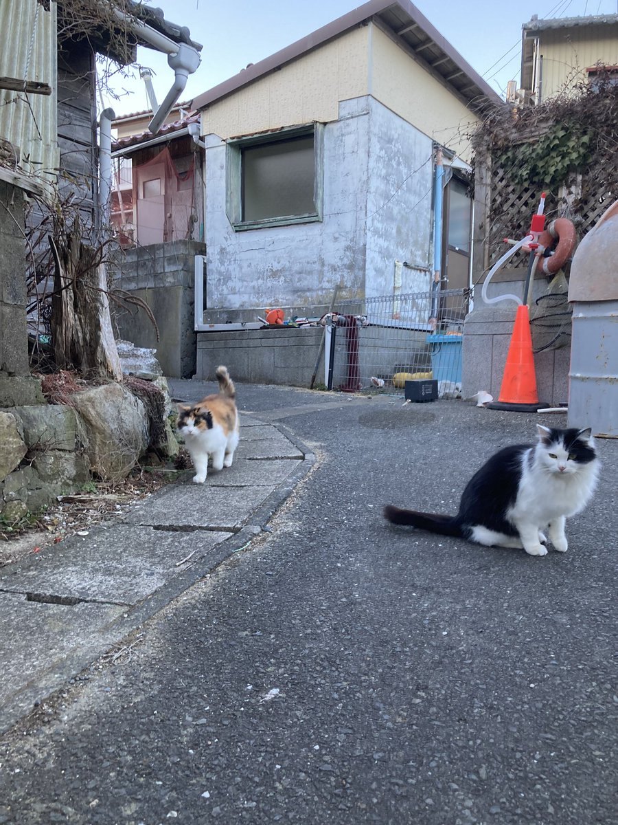 今夕の #仁斗田地区 #ポンプ置場 サンダーがお出迎え🐈‍⬛ おかか