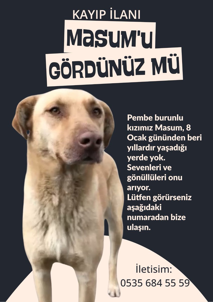 coloristcat's tweet image. Maltepe İstanbul #kayıp