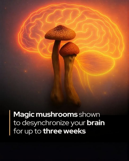 A study shows psilocybin works by scrambling your sense of self.

A groundbreaking study from Washington University followed healthy volunteers who received a single high dose of psilocybin while researchers monitored their brain activity before, during, and for weeks afterward.