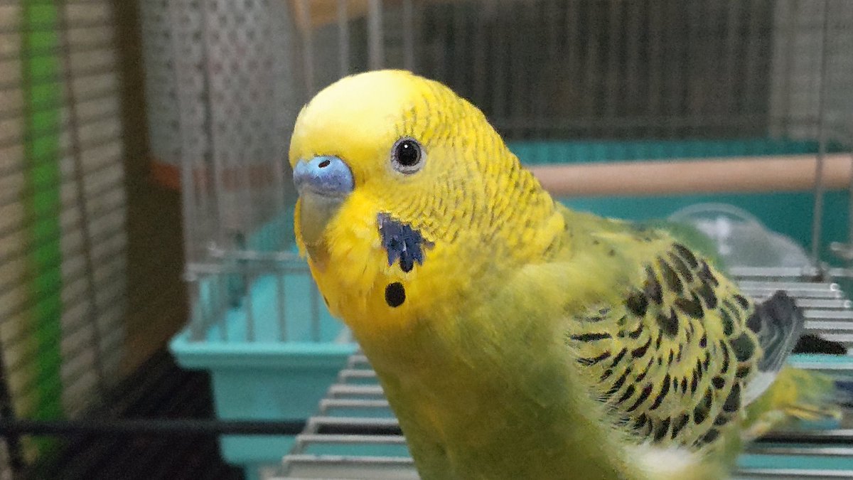 ぴいちゃんとたけちゃんは 「今日はありがとうございました(vv)(vΣv