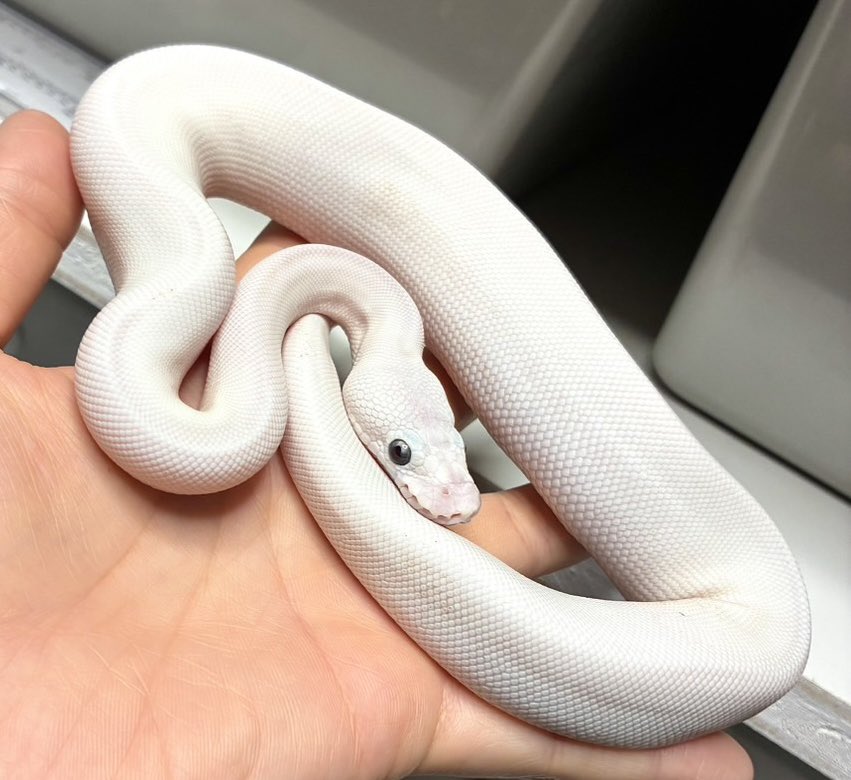 GEEK’S(ギークス) tweet media