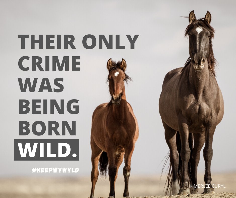 meliorist59's tweet photo. @Joni_Looking1 #StopTheSlaughterNOW
#PassTheSAFEActNOW https://t.co/7LxZQVSmP1