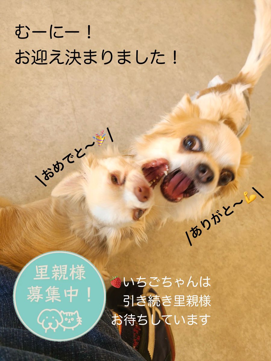 里親募集中🐶 名前▷いちご🍓 #チワワ 2024.6.1生まれの女の子 去勢