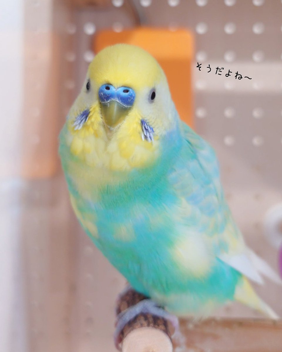 セキセイインコの可愛い日常投稿がXで人気を集める