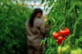 #Agronegocios Del laboratorio a la chacra: Misiones valida un nuevo modelo de horticultura sustentable economis.com.ar/del-laboratori… <a href="/BiofabricaMnes/">Biofábrica Misiones</a>