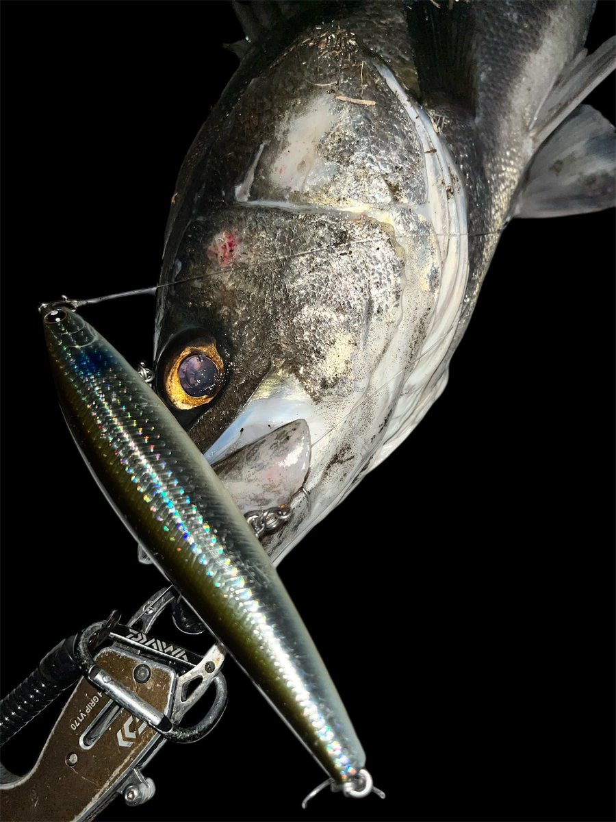 DAIWA SW Fishing Shore (@d_sw_shore) / Posts / X