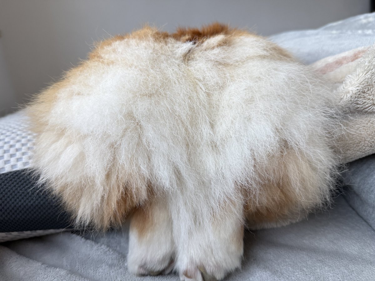 コーギー犬もこすけ (@mocosuke1106) / Posts / X