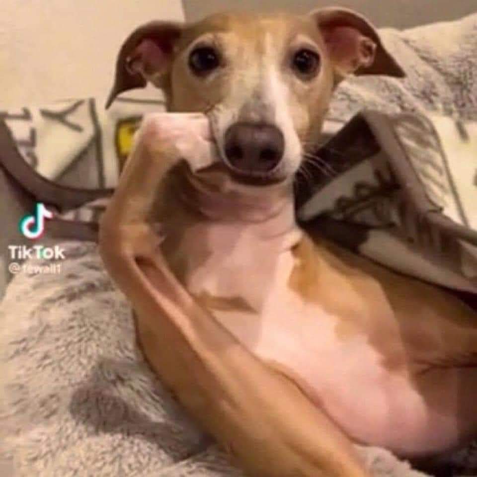 LUCAS SANTOS tweet media