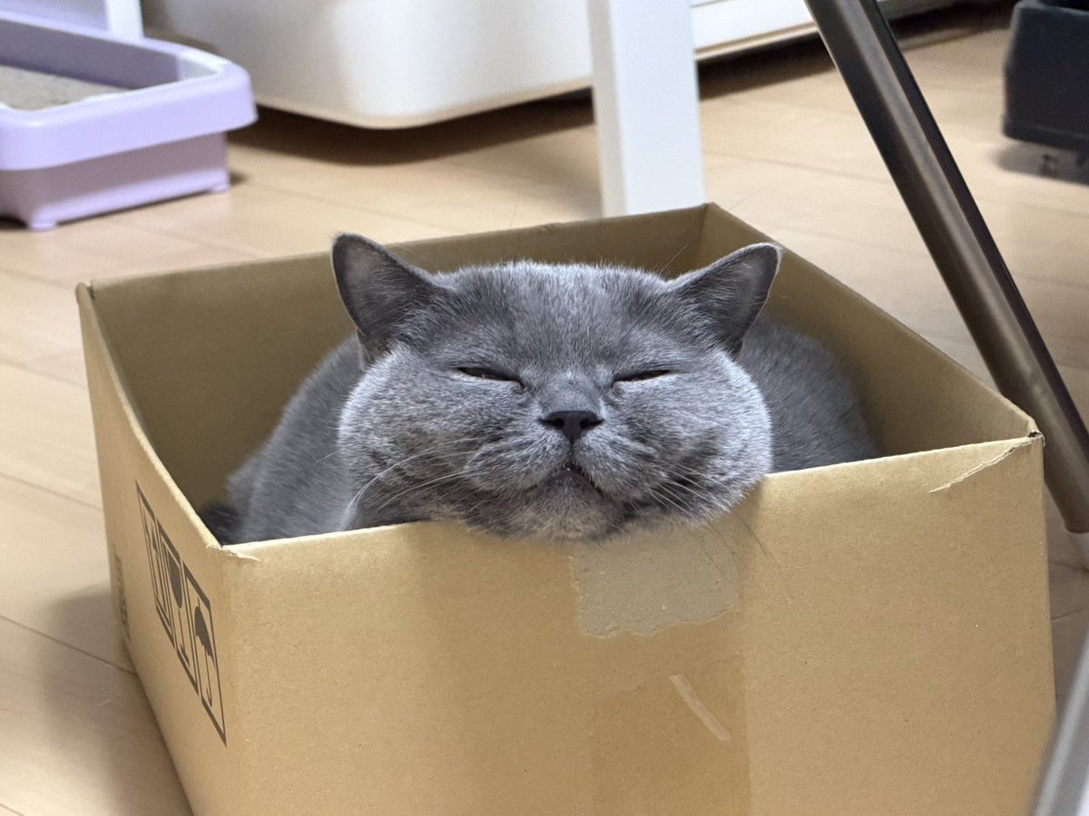 おはぎ (@ohagi_zzz) / Posts and Replies / X