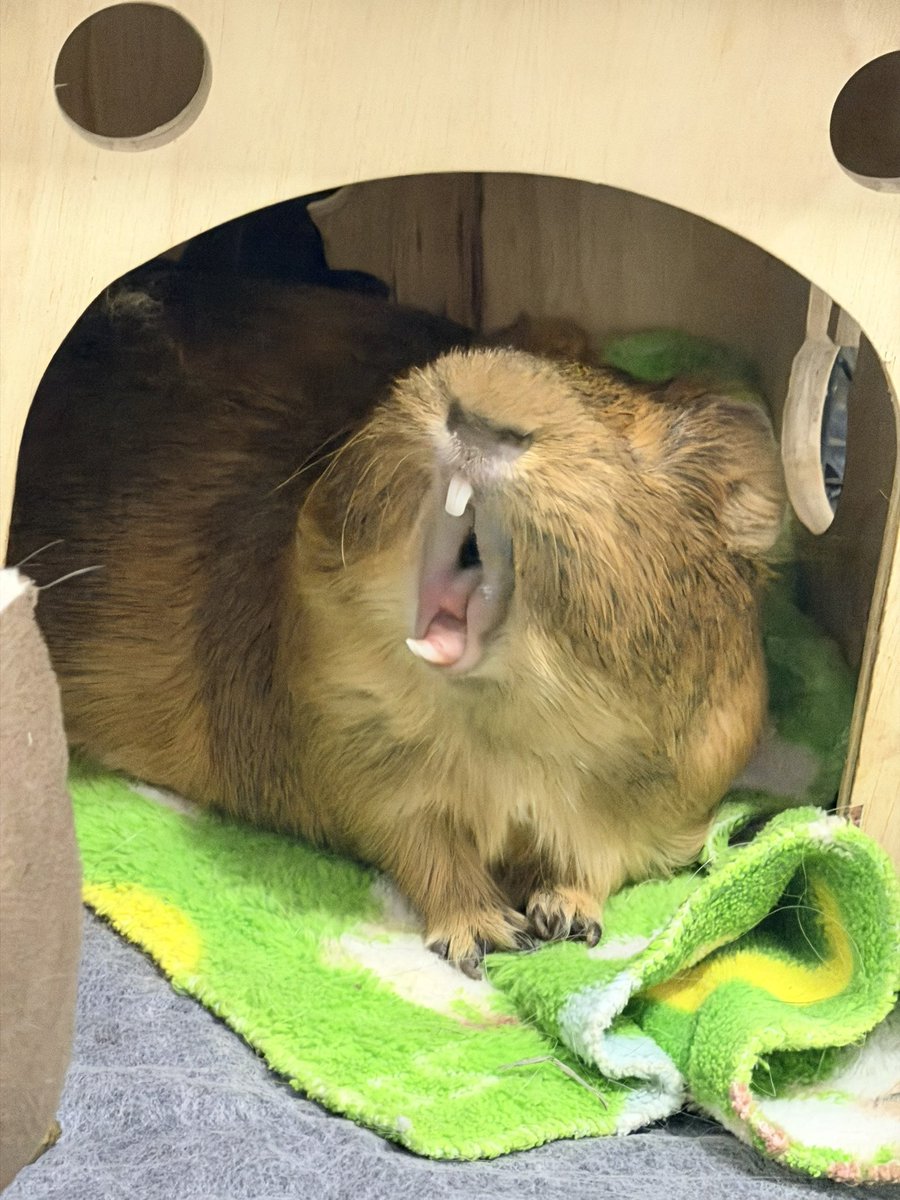 อึ่งง่วง