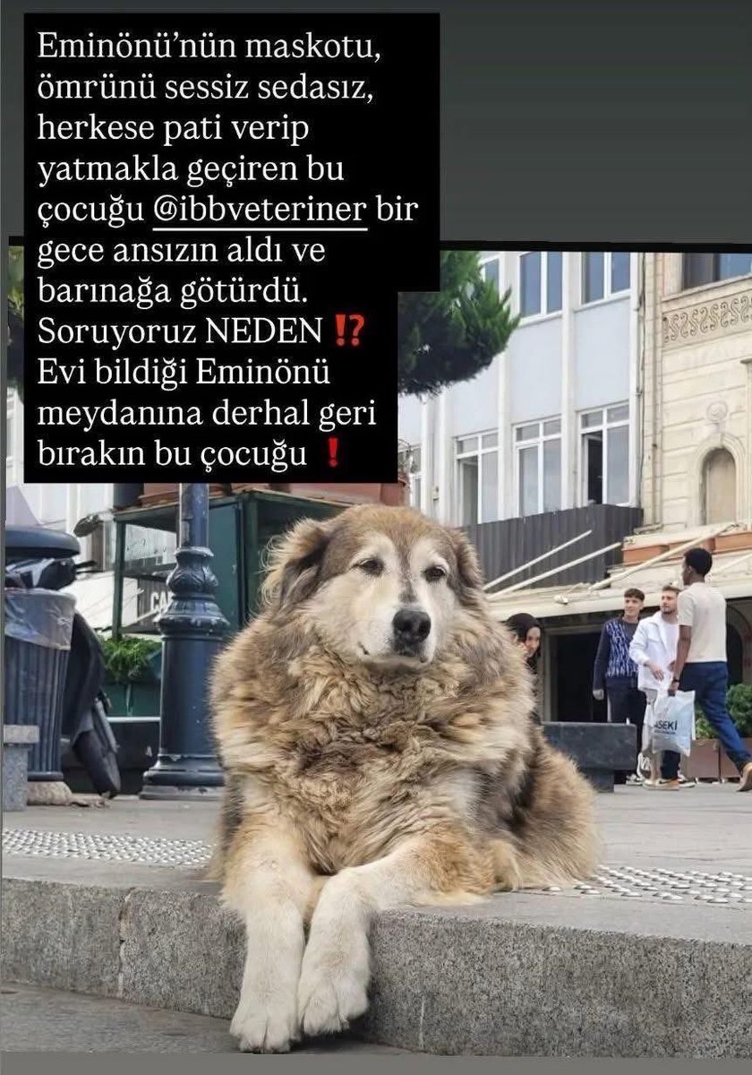 Mahallenin köpeklerini bile alıyorsunuz, bu kadar vicdansızlık çok fazla. Kimseye zararı yok, kendi halinde yaşayan bir can bu, barınaklarda ölüme yatıracağınızı biliyoruz, el insaf. 

#ZulmeOrtakOlmayacağım 

<a href="/herkesicinCHP/">CHP 🇹🇷</a> <a href="/IBBcozummerkezi/">İBB Çözüm Merkezi</a> <a href="/TC_istanbul/">TC İstanbul Valiliği</a> <a href="/ibb_veteriner/">İBB Veteriner</a>
