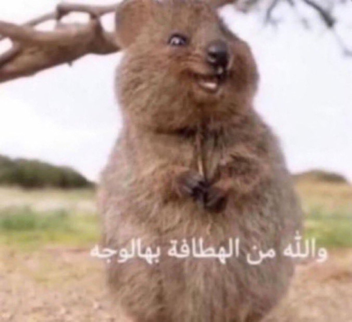 ثامر tweet media