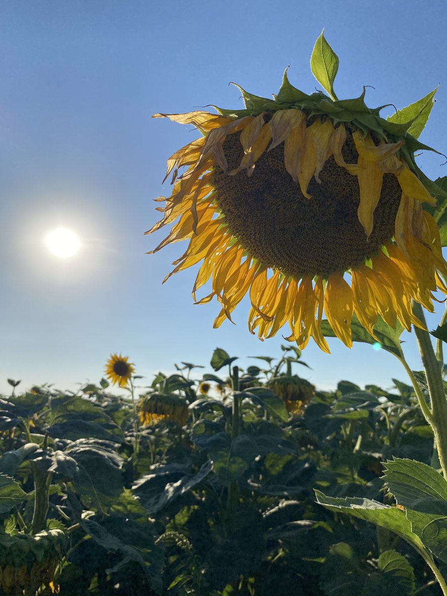 Regional Henderson Daireaux tweet media