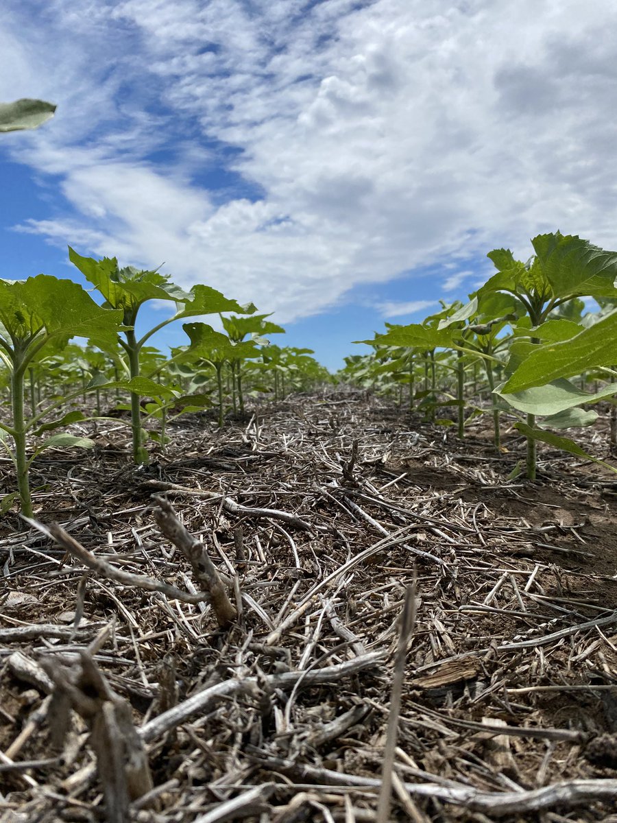 Regional Henderson Daireaux tweet media