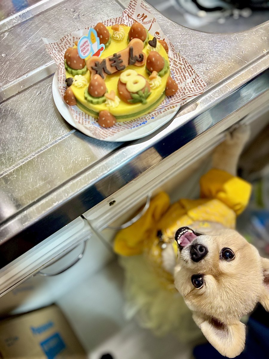 1月28日れもんたん🍋の誕生日🎂 ケーキ🎂が待ちきれないね🥳🎉😋