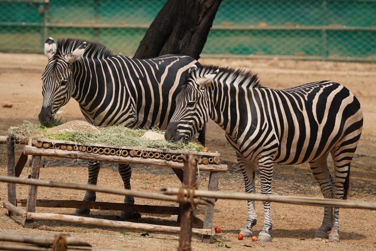 jsuryareddy's tweet image. A Lavish #Feast for #Zebra on International Zebra Day in Nehru Zoological Park [#ZooPark], #Hyderabad

#InternationalZebraDay is celebrated today. In this connection a special cake made up of Boiled rice, vegetables and fruits weight about 5 Kgs served to all the three #Zebras