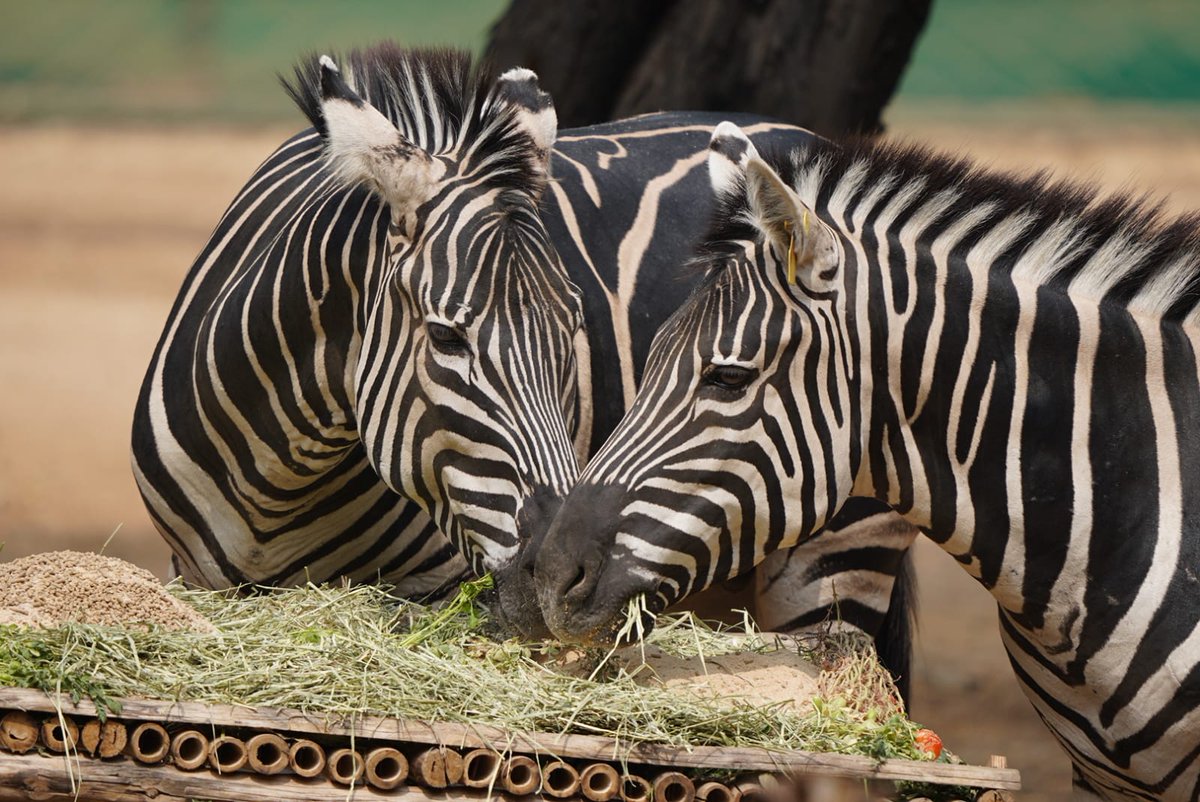 jsuryareddy's tweet image. A Lavish #Feast for #Zebra on International Zebra Day in Nehru Zoological Park [#ZooPark], #Hyderabad

#InternationalZebraDay is celebrated today. In this connection a special cake made up of Boiled rice, vegetables and fruits weight about 5 Kgs served to all the three #Zebras