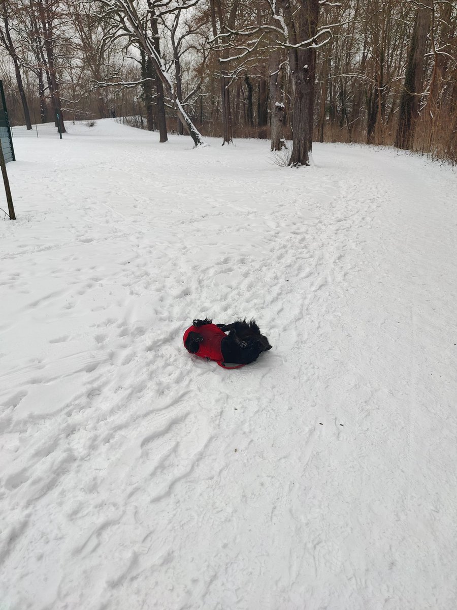 LissyLabrakel's tweet image. Super Schneetag heut. Und die Mama ist wieder zu Hause! Yippie!