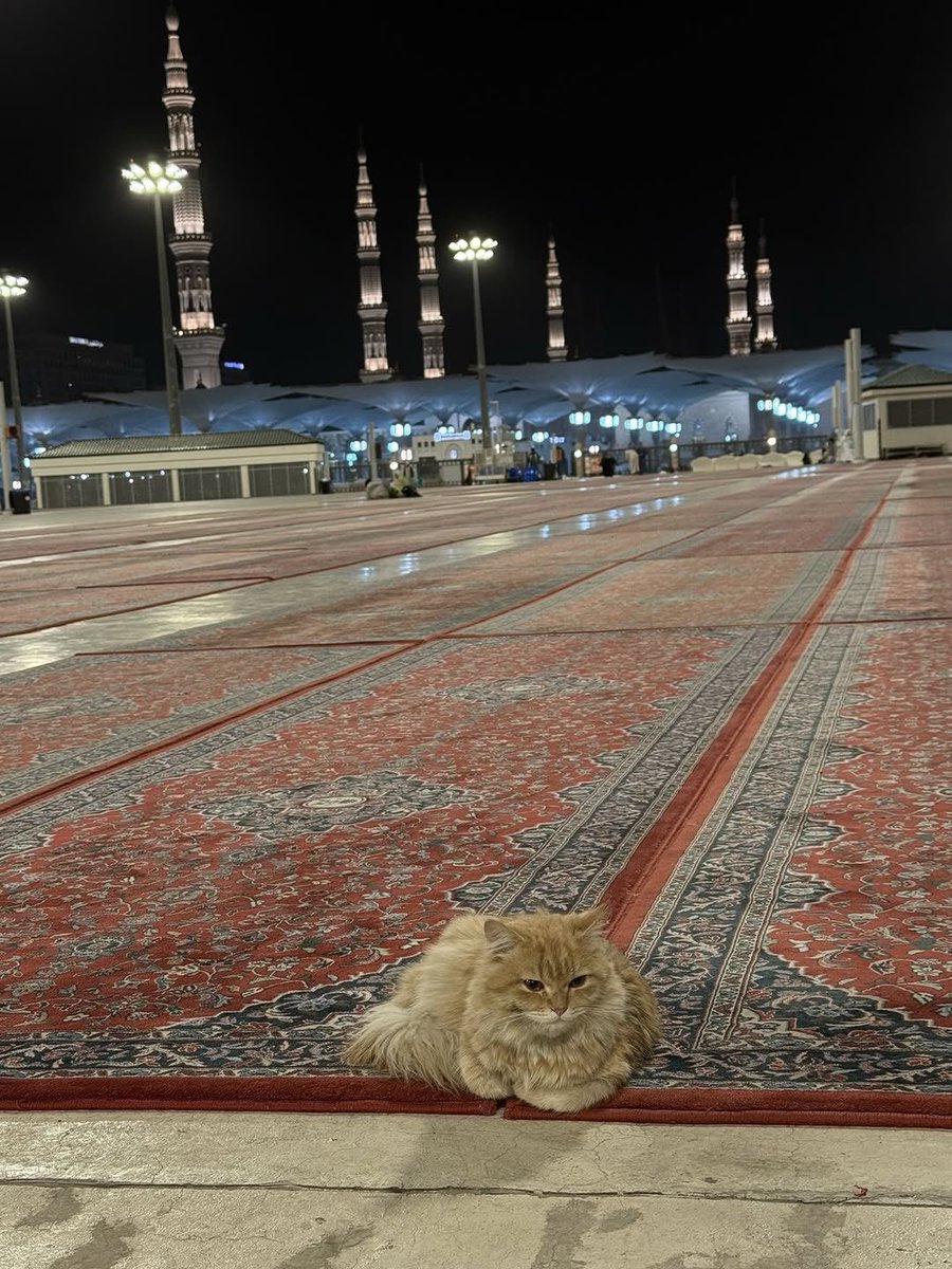 Saudi Arabia?🇸🇦