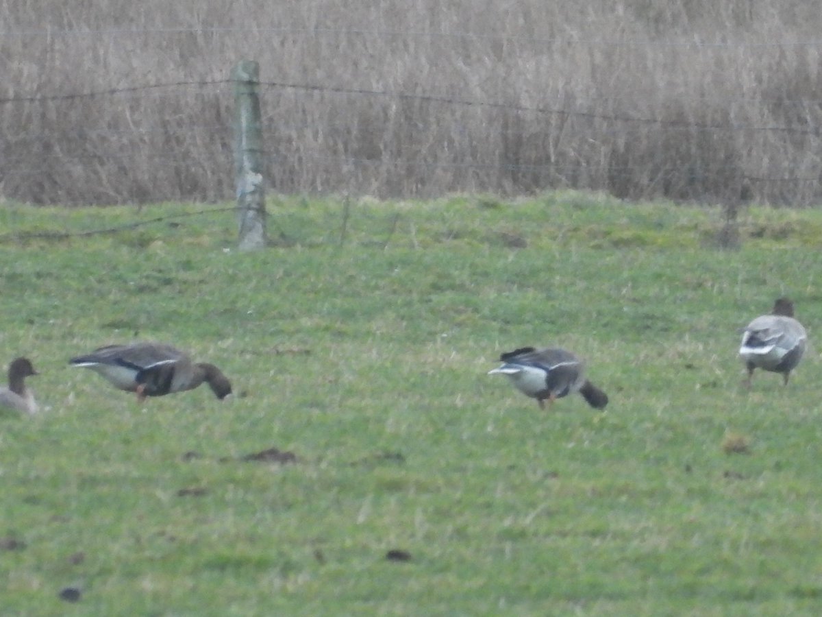 scottblack72's tweet photo. Started the month with 2 Russian whitefronts and now finished the month with same. Again distant but good enough images to show belly patterns are different despite only being c800m from first birds, with c700 pinks at The Meetings near Carnwath today. @Clydebirding https://t.co/rspZl5aSQm