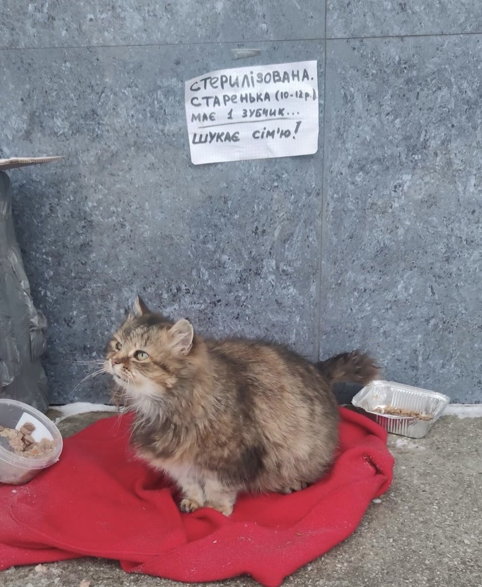 Зараз я знову бачу майже ту саму історію. Старенька киця💔Просто сидить і чекає. Розумію, зараз дуже важко всім... і людям, і тваринам. Але для стареньких котиків шансів майже немає зовсім. Їх не поспішають забирати. Коли їх бачать то швидко перегортають стрічку.