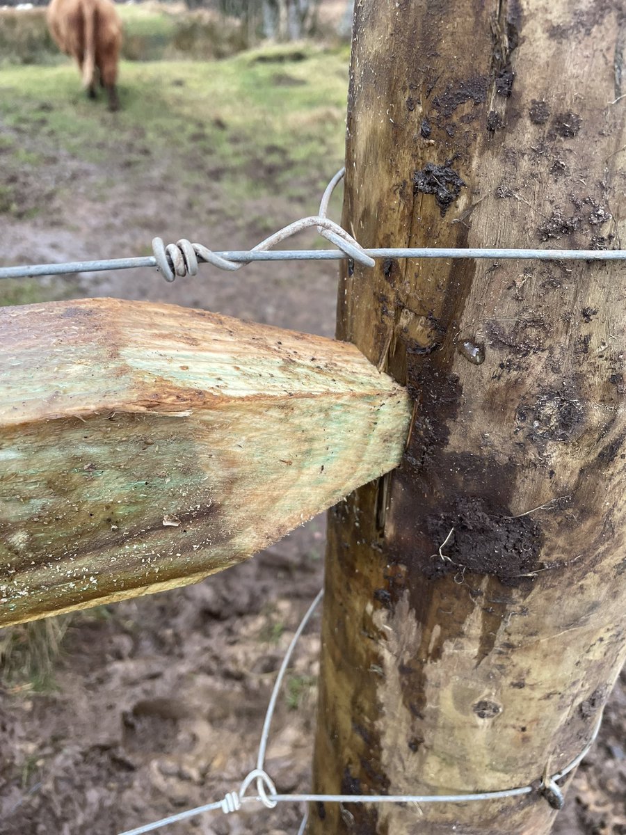 🏴󠁧󠁢󠁳󠁣󠁴󠁿 andrew prentice tweet media