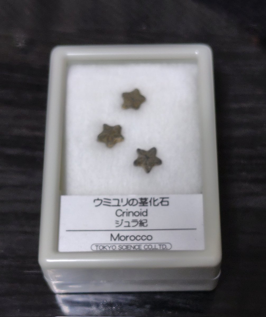 Bobtail823's tweet photo. 楽しい時間を過ごしたうえに可愛いウミユリ茎化石もいただきました✨ありがとうございました❤️‍🔥
#おもいで処逆行 https://t.co/itvcre4SjB