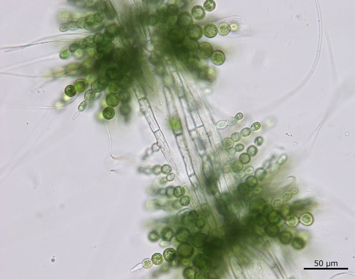 きのこじきの前会長さんが見つけてくれたホソカワモズクの一種 Paludicola sp.
意外な場所で採れました。個体数はかなり少ないようです。