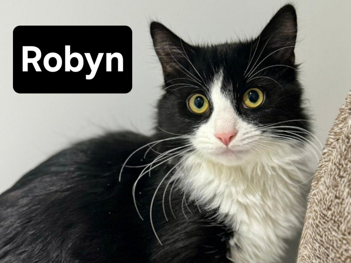 team_greenacres's tweet image. 😺Bonded pair, Robyn &amp;amp; Finch are now 6 months old. Let's help them find their forever home😺

Finch is a handsome 6 month old boy who came into our care with his sister Robyn. He is a nervous little lad who is still learning to trust his surroundings but with a calm approach &amp;amp;