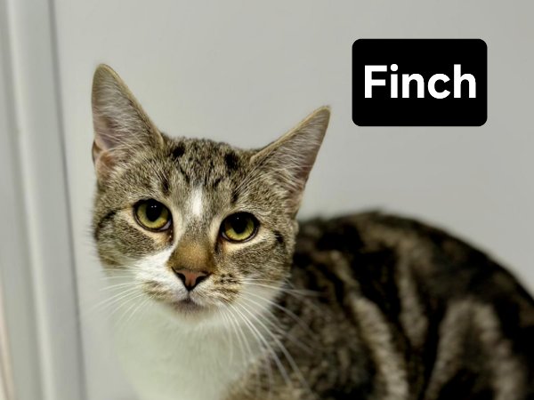 team_greenacres's tweet image. 😺Bonded pair, Robyn &amp;amp; Finch are now 6 months old. Let's help them find their forever home😺

Finch is a handsome 6 month old boy who came into our care with his sister Robyn. He is a nervous little lad who is still learning to trust his surroundings but with a calm approach &amp;amp;