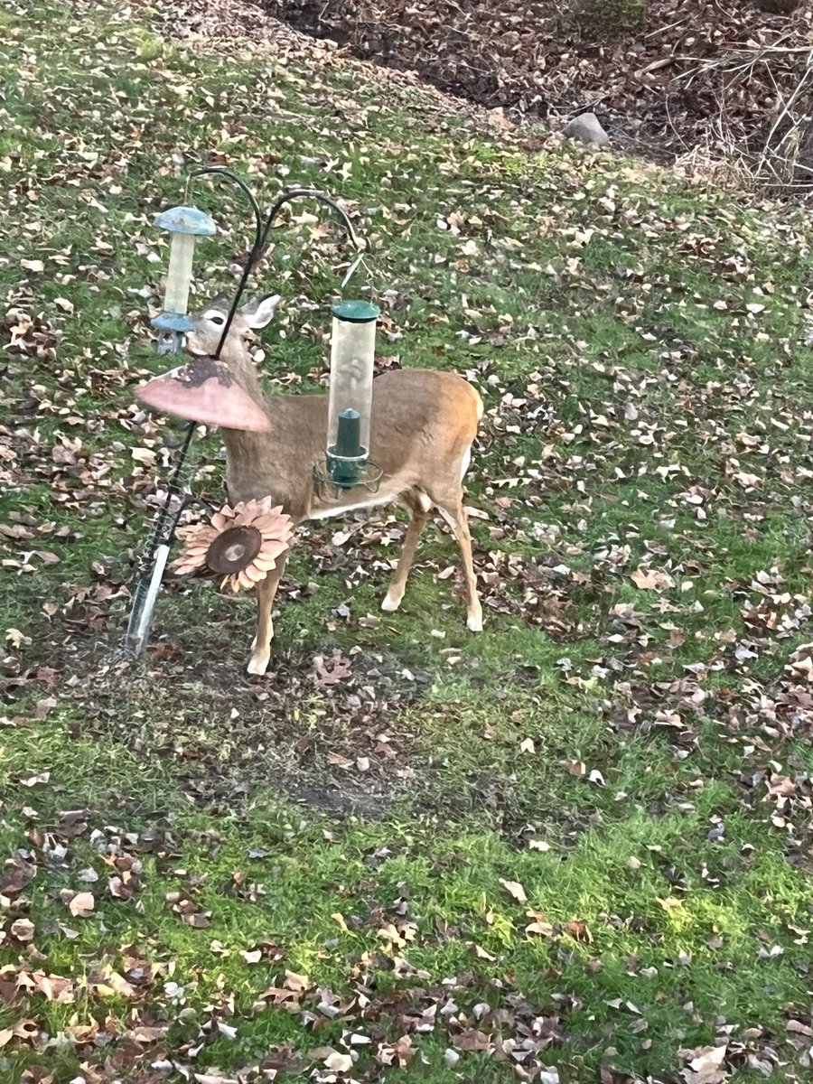 BarbaraInfeld's tweet photo. @ESPNMcGee This was before the snow but the deer enjoy my bird feeders https://t.co/MM4PPQwlD6