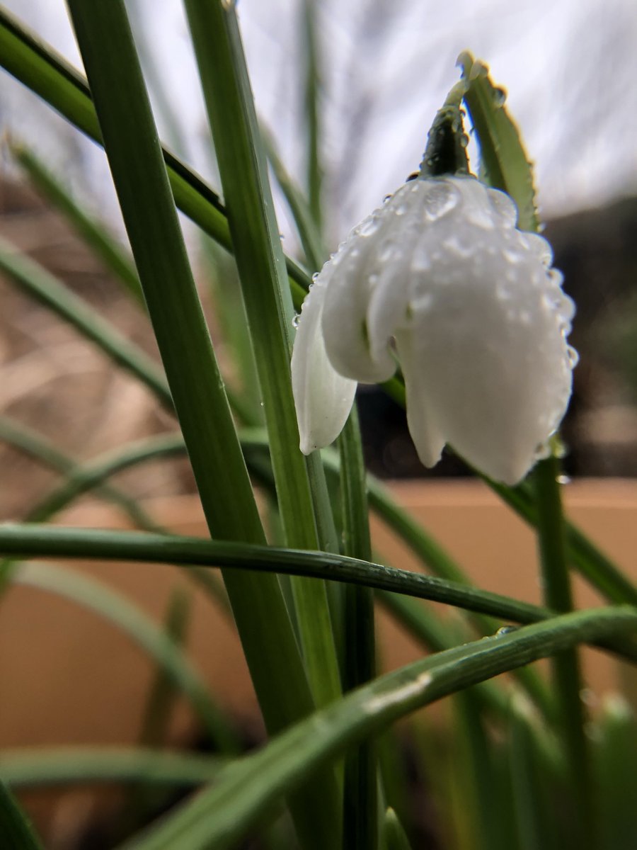 apirie2104's tweet image. A simple Snowdrop a sign in my garden that change is coming, gently