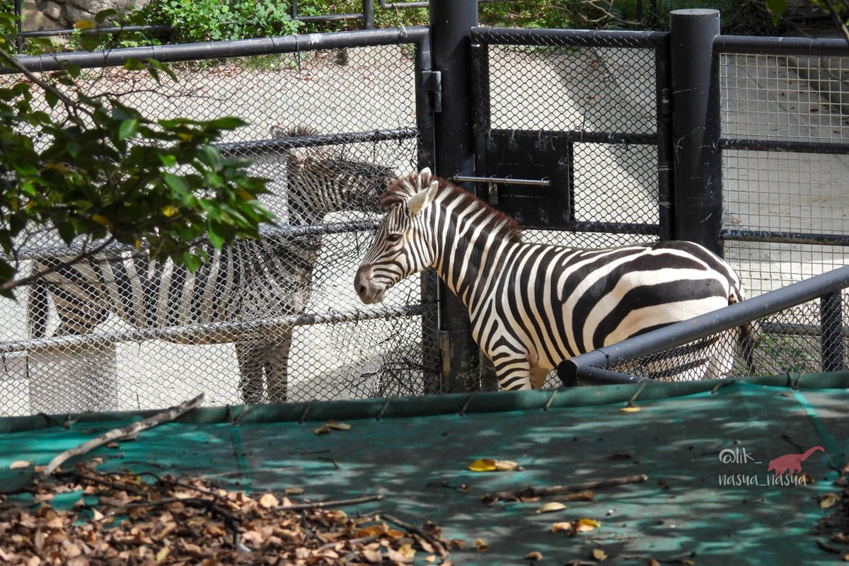 lik_nasua_nasua's tweet photo. #国際シマウマの日 #InternationalZebraDay
#グラントシマウマ #GrantsZebra
全てのシマウマの皆が、これからもずっと健康で幸せに暮らせますように🦓
#福岡市動物園 #ミズキ♀ #カミリ♂
(2025年9月)
#熊本市動植物園 時代の #ヒトミ♀かな?
今は #天王寺動物園 に居ます🦓
(2023年11月) https://t.co/ewMYNB5qas
