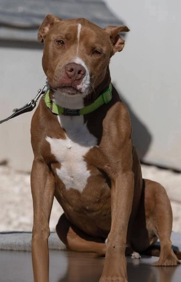 !!Adottiamolo..un bellissimo pit dal carattere buono!Va al guinzaglio e in macchina...anche se ormai è solo un ricordo!!Info W.A.3397399420 solo messaggi.Sicilia. ADESSO È IN UN CANILE BRUTTO È DIMAGRITO E NON VEDE MAI NESSUNO!!!🙏🙏🙏REFERENTE
 MESSAGGI W.A 3397399420