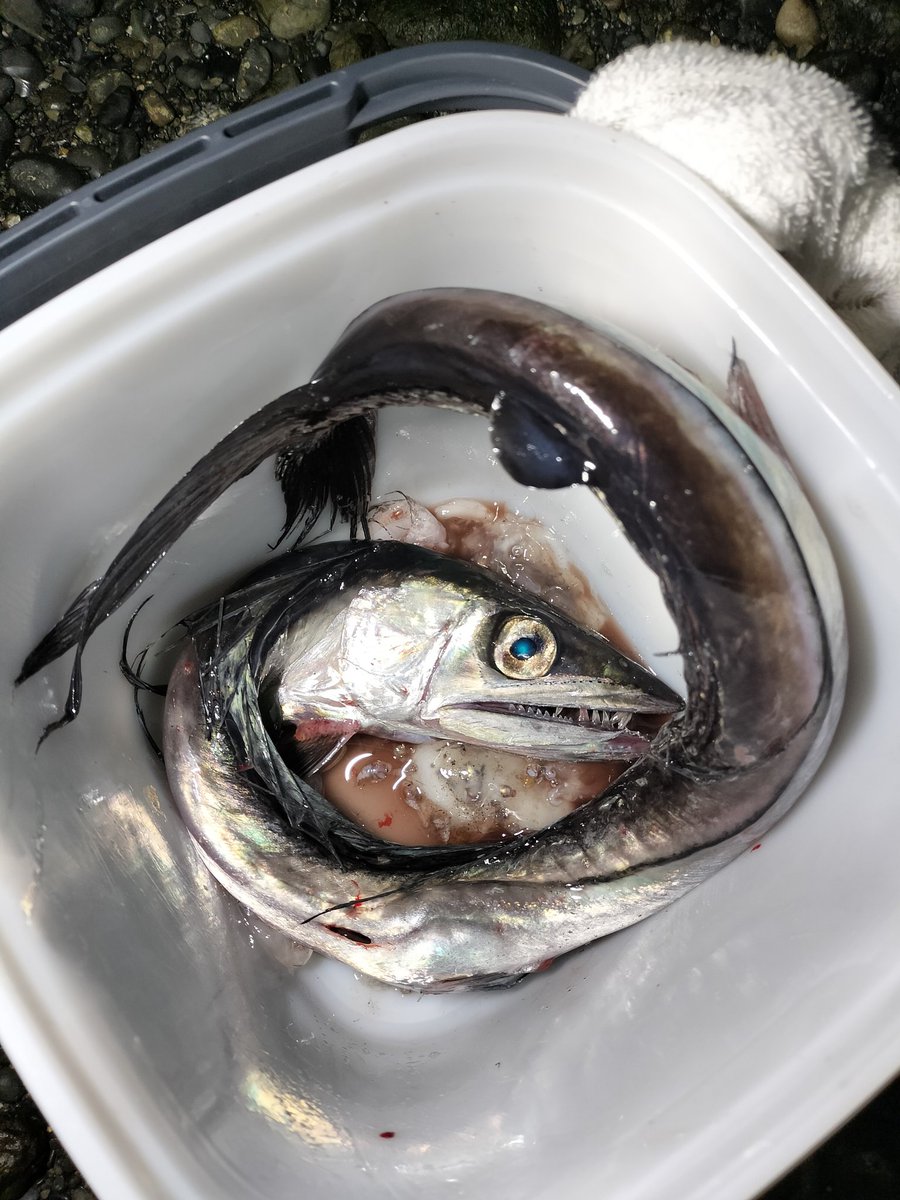 四脚魚.𓆛𓃗 tweet media