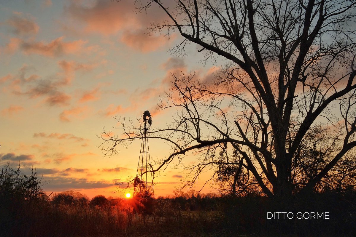 Ditto Gorme tweet media