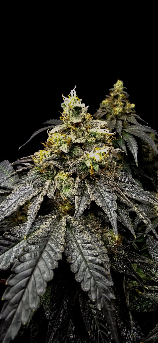 Infected mind 
Deadbydawngenetics 
<a href="/autopotusa/">AutoPotUSA</a> for my watering system the best 🤌system. 
Emerald harvest nutrients as always 
Grown with roots organics soil only grown in a 2 gal pot 🤙⛺️