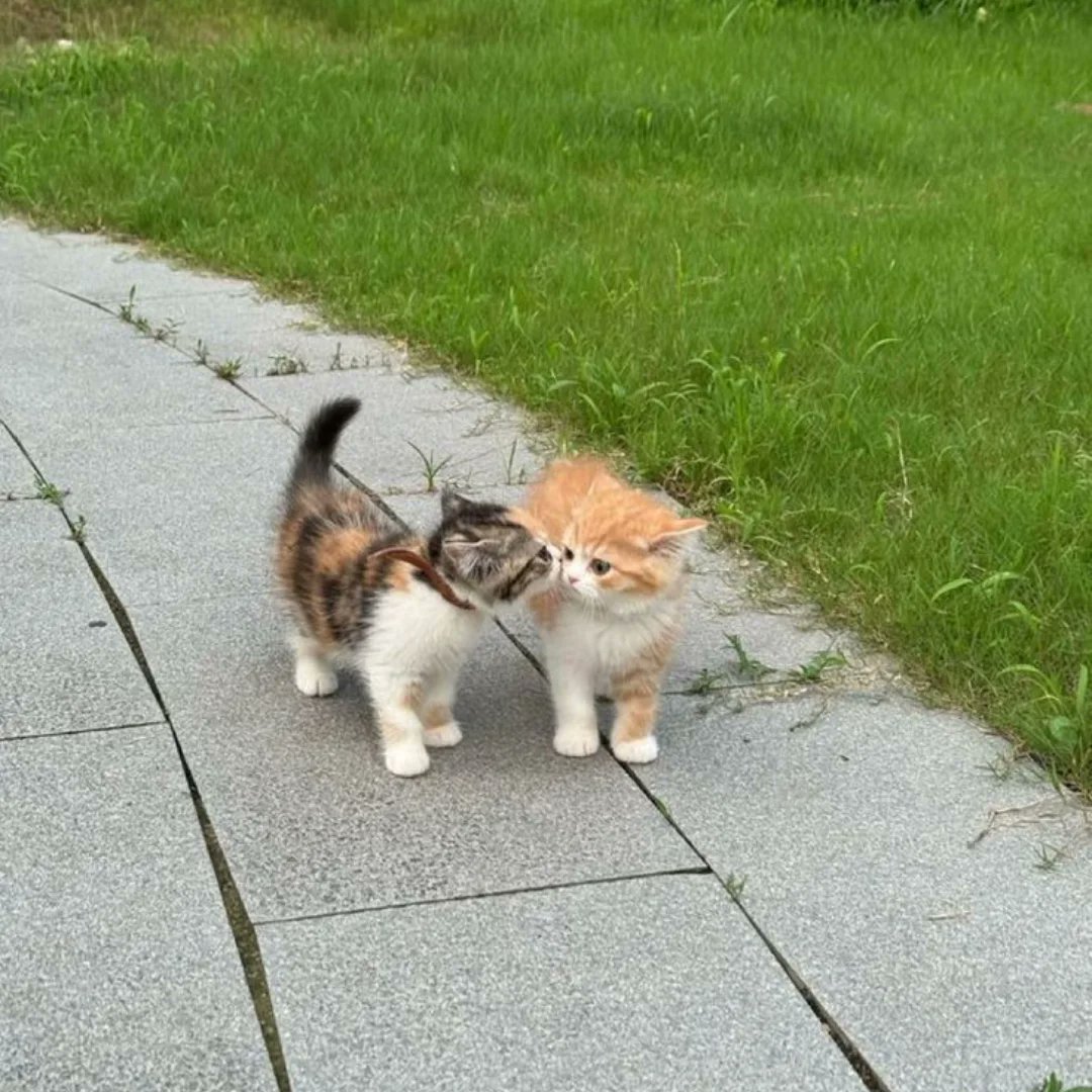 Catsillyness's tweet image. 