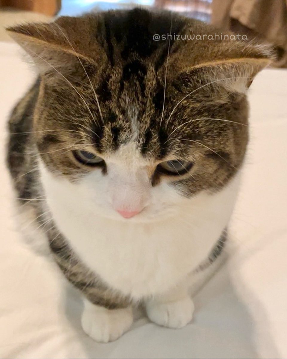 撫で撫でお願いします