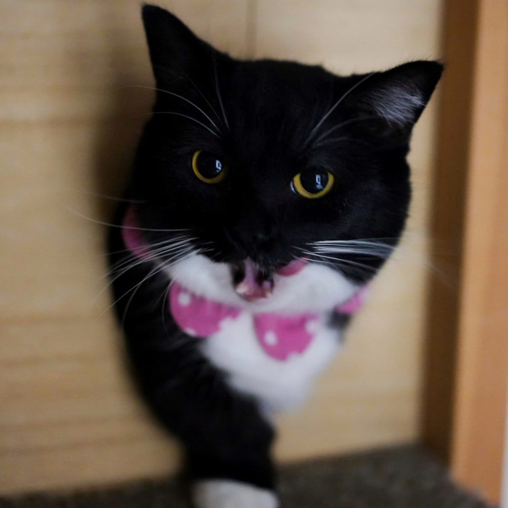 I'm Uni :3 tweet media