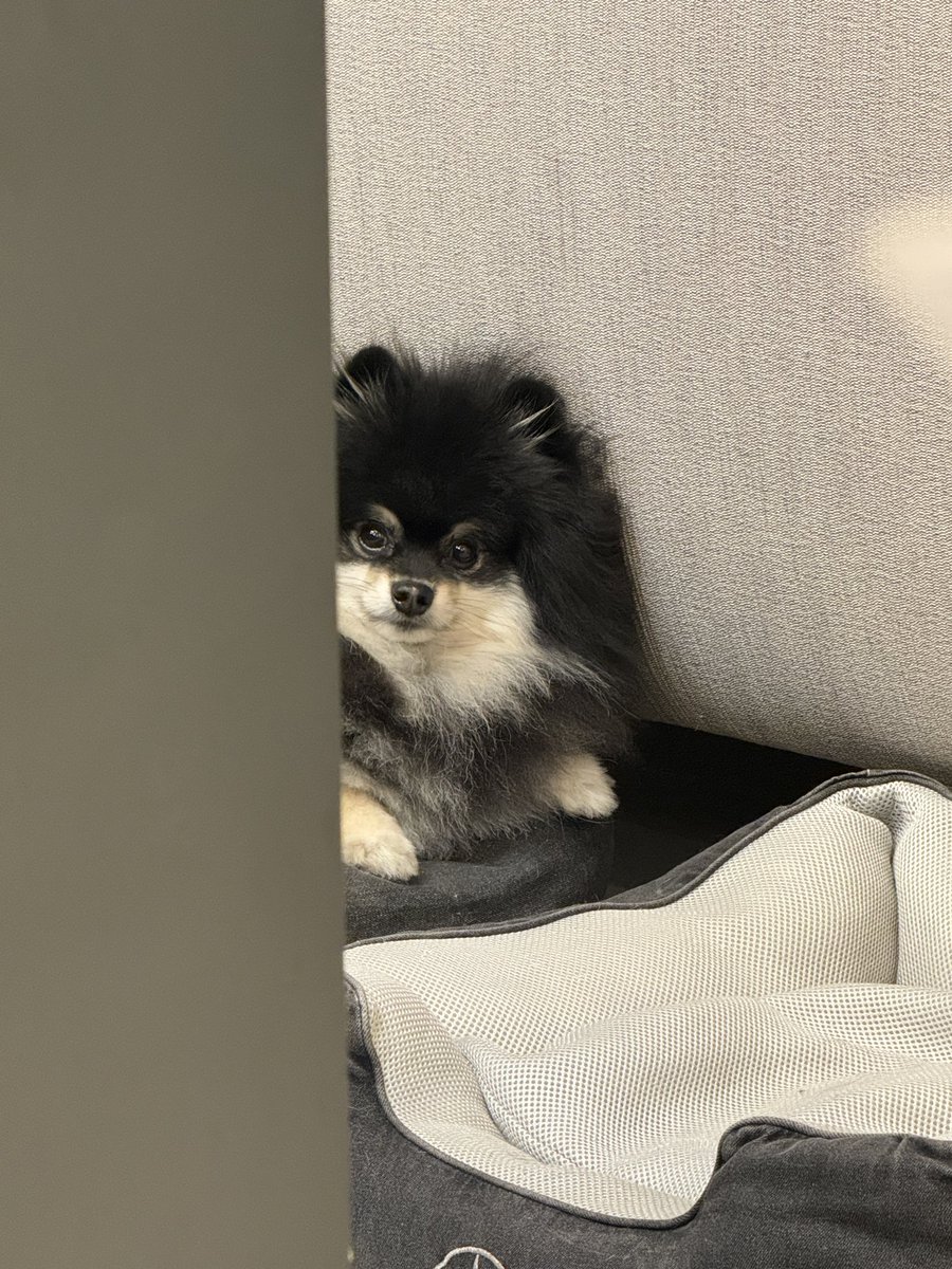 ﾁﾗｯ #pomeranian