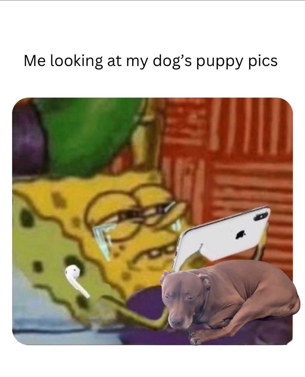 Puppies 🐶 tweet media