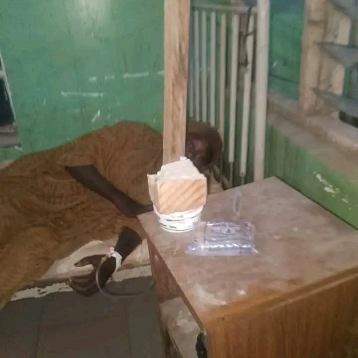 Masterariyo tweet picture