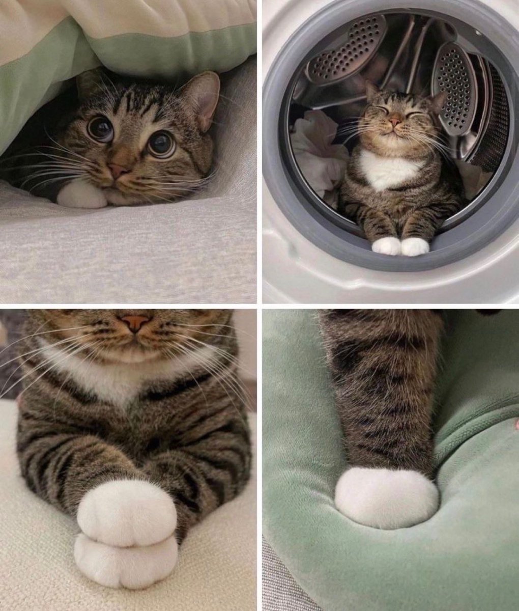 contents that ll heal your depression 🌻 (@catshealdeprsn) on Twitter photo 