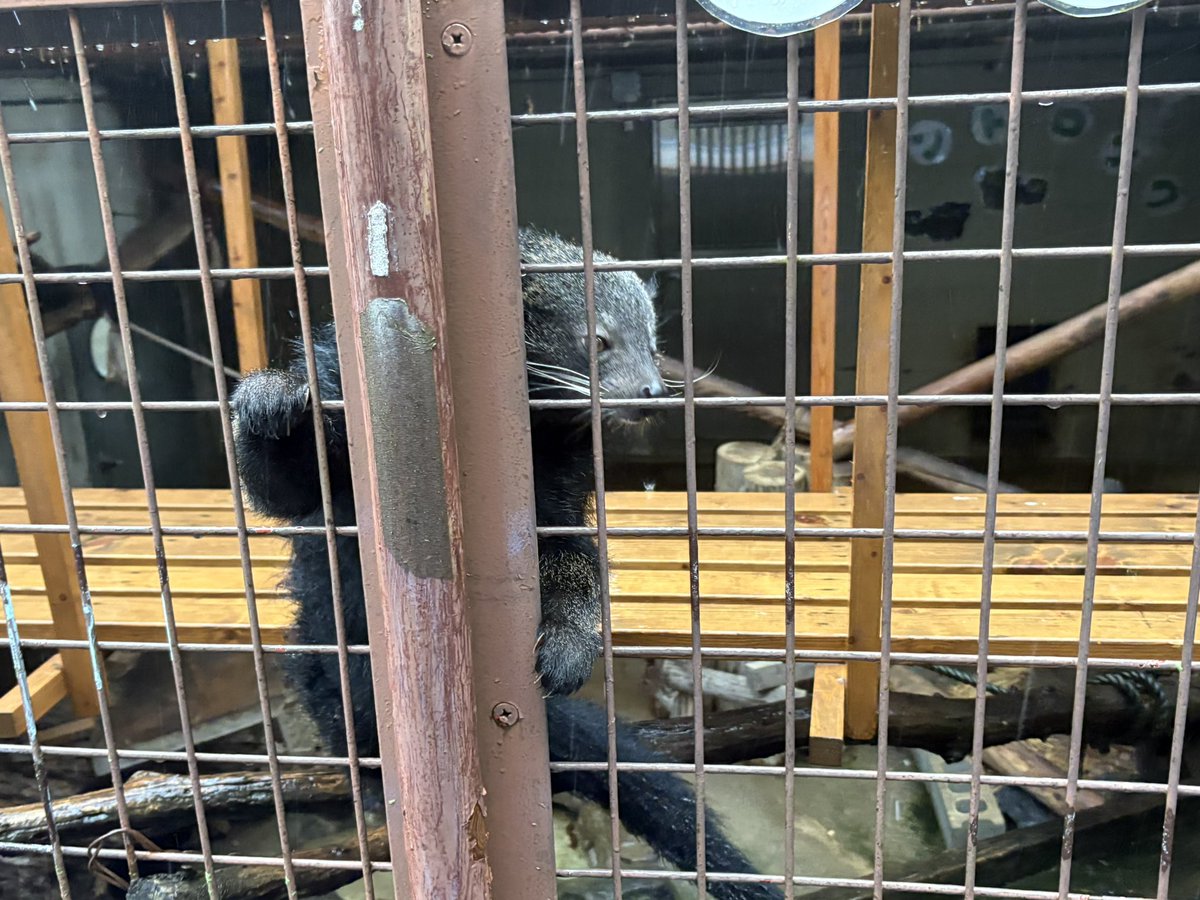 will sell and gamble everything for that laminate