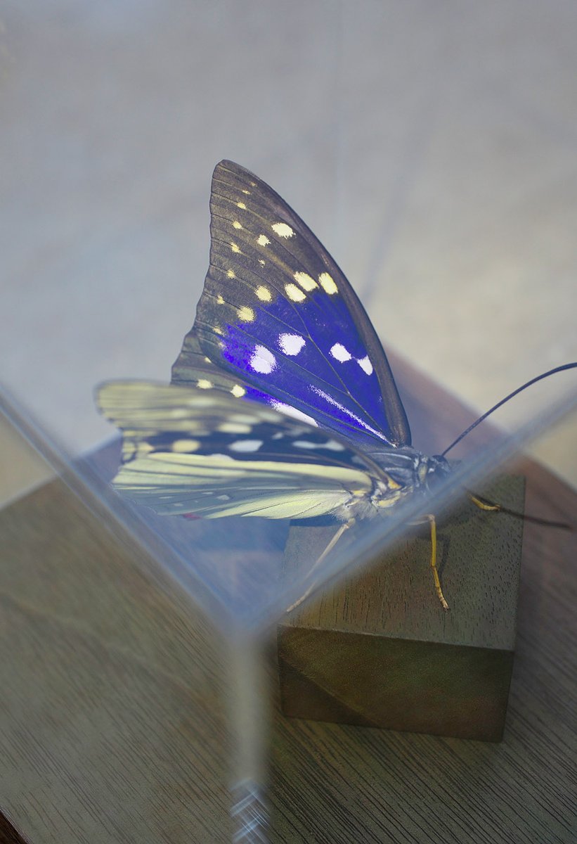 販売終了🦋山﨑 理 (@yamazaki_design) / Posts / X