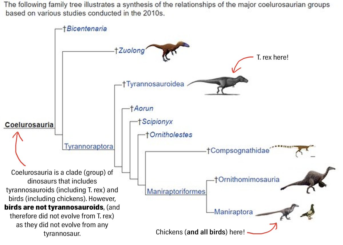 LA CONCHA DE LA LORA, LA GALLINA NO DESCIENDE DEL TYRANNOSAURUS!